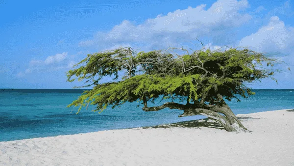 Fotografía del viaje Escapada a Aruba - Con desayuno y alquiler de auto - 30 de Noviembre