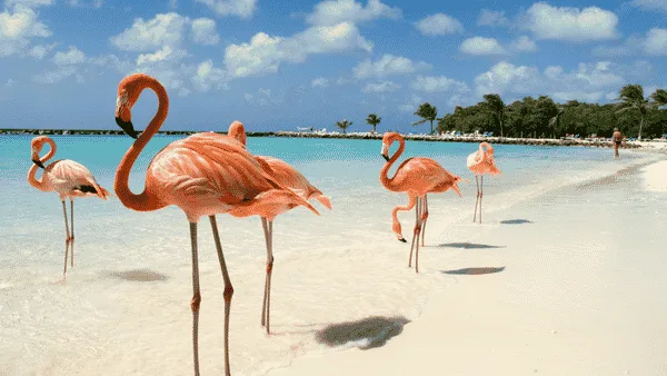 Fotografía del viaje Escapada a Aruba - Pensión completa - 30 de Noviembre